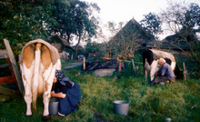 Load image into Gallery viewer, In Staphorst