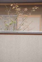 Load image into Gallery viewer, JAPAN - Kyoto - street garden

