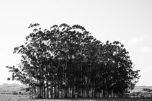 Load image into Gallery viewer, URUQUAY - trees
