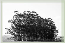 Load image into Gallery viewer, URUQUAY - trees
