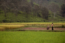 Load image into Gallery viewer, VIETNAM - Sapa - in the field
