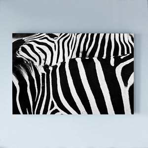 SOUTH AFRICA - addo elephant - zebras