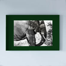 Load image into Gallery viewer, SOUTH AFRICA - kruger parc - elephant

