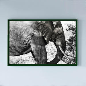SOUTH AFRICA - kruger parc - elephant
